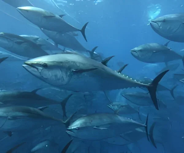 1857145012 1857145012