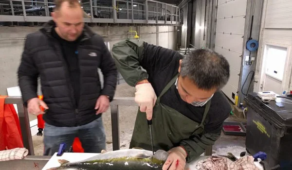 Trial of Spinal Cutting method on Yellowtail Trial of Spinal Cutting method on Yellowtail