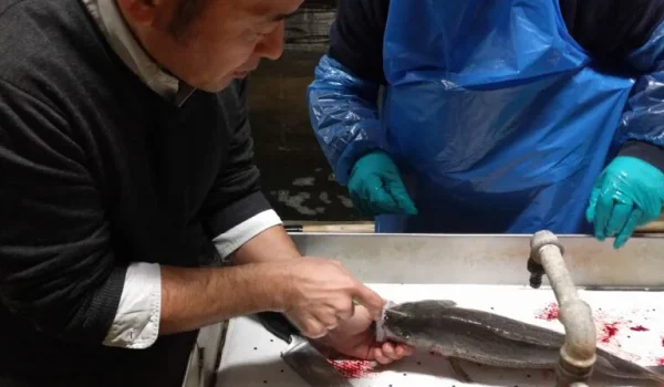 Demonstration of Head Shinkeijime method on Sunshine Bass Demonstration of Head Shinkeijime method on Sunshine Bass