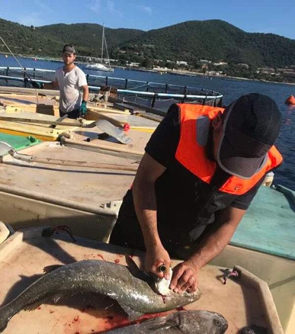 Trial of Spinal Cutting method on Stone Bass Trial of Spinal Cutting method on Stone Bass