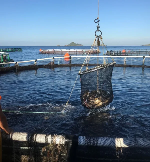 StoneBassHarvesting2mb